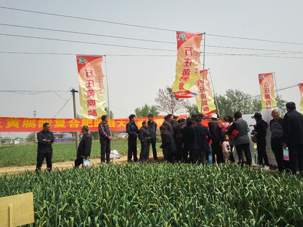 培肥养地夺高产 不妨试试黄腐酸 ——好色先生APP下载安装新肥科技有限公司河南睢县大蒜观摩会